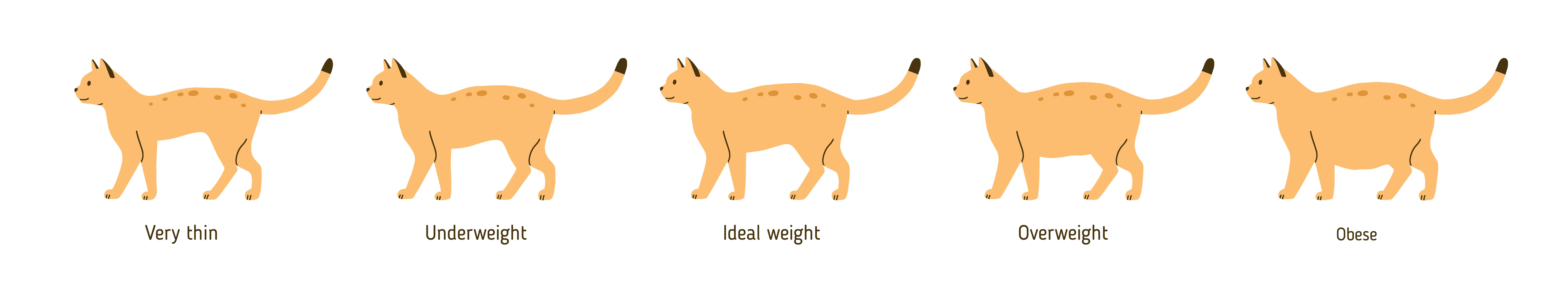 Overweight cat chart, Groton Vet 